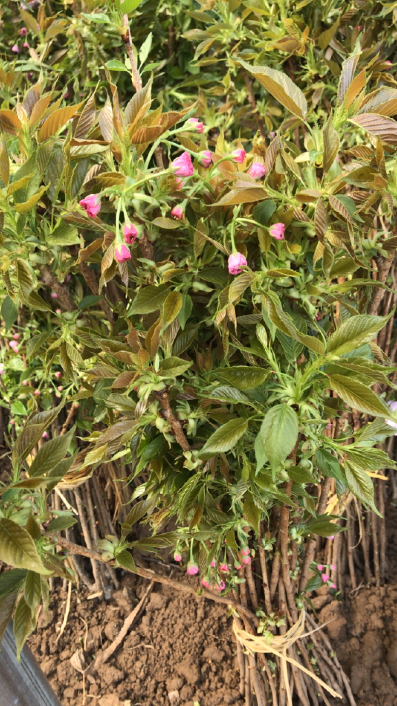 正宗日本樱花重瓣樱花不与假货拼价格提供发票