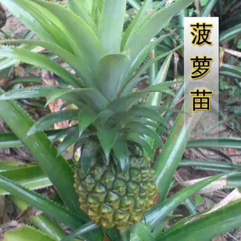 菠萝苗台湾凤梨菠萝苗本地地菠萝苗基地直销