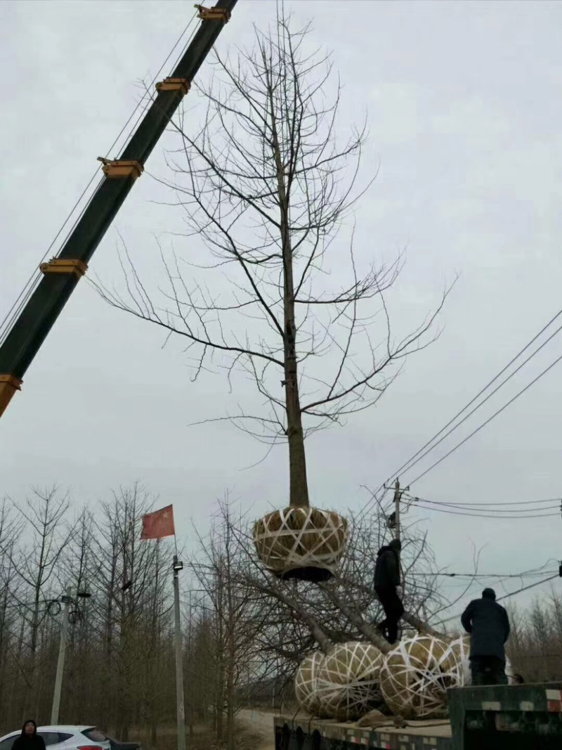 银杏银杏树1-80公分中国银杏之乡质量好价格低等您来电