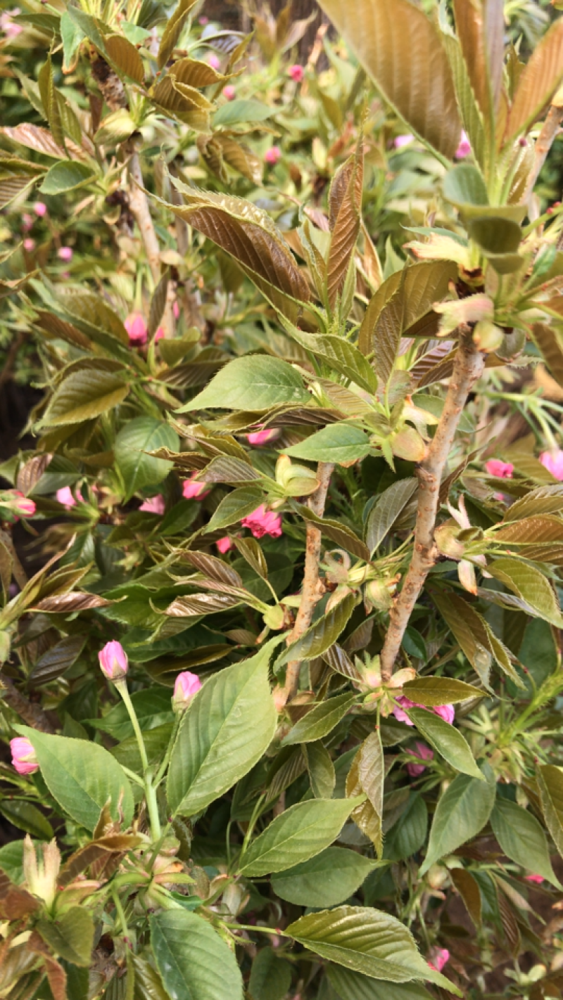重瓣樱花樱花树苗不与假货拼价格只卖正宗晚樱提供发票