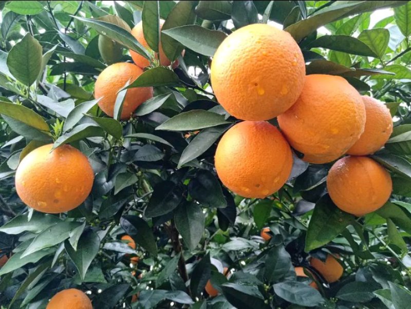 夏橙柑橘橙子湖南永州夏橙大量上市