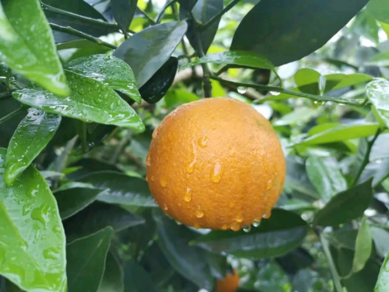 夏橙柑橘橙子湖南永州夏橙大量上市