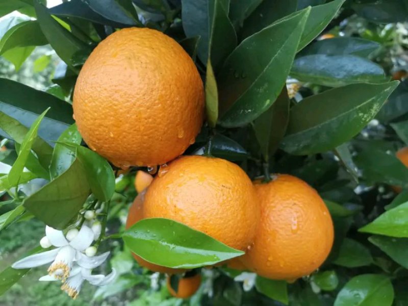 夏橙柑橘橙子湖南永州夏橙大量上市