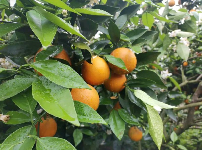 夏橙柑橘橙子湖南永州夏橙大量上市