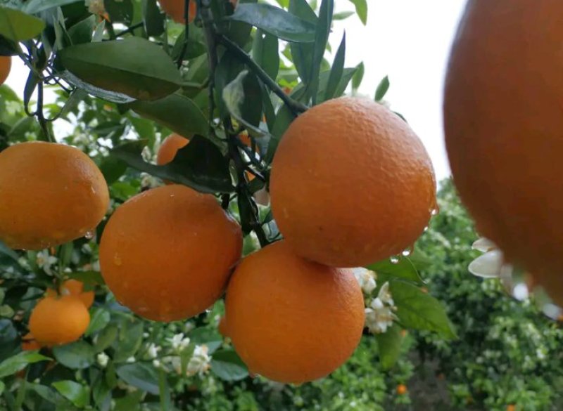 夏橙柑橘橙子湖南永州夏橙大量上市