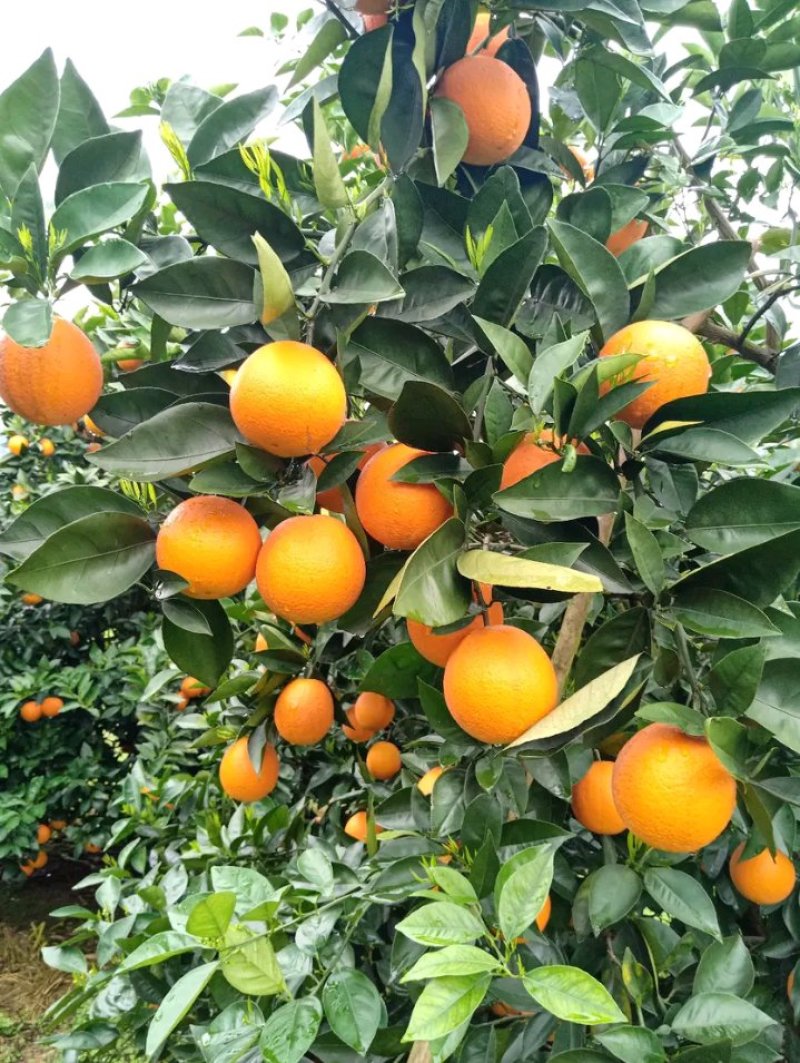 夏橙柑橘橙子湖南永州夏橙大量上市