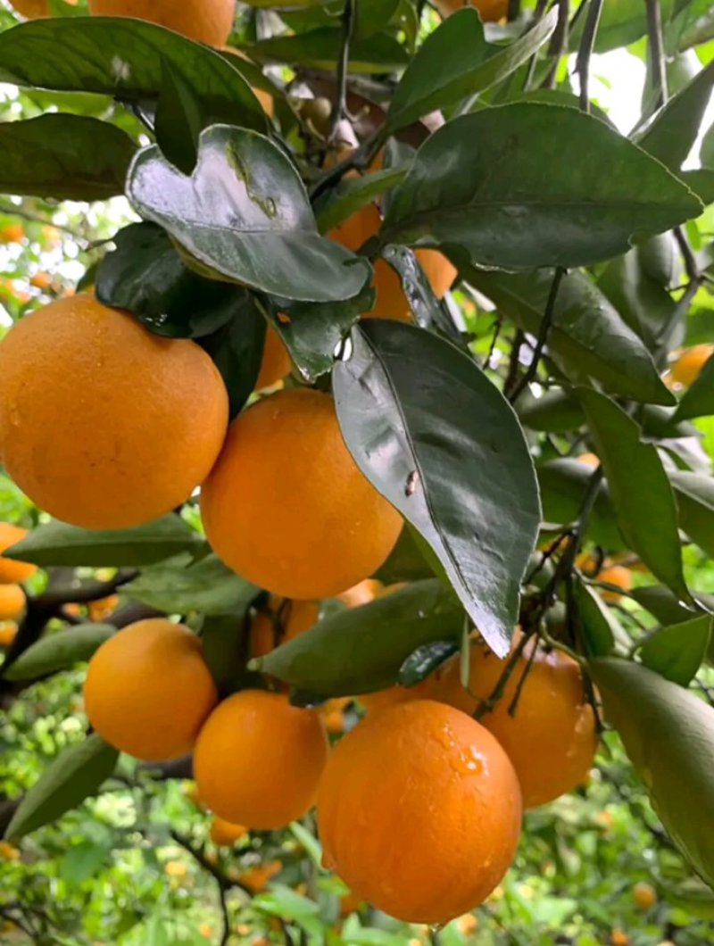 夏橙柑橘橙子湖南永州夏橙大量上市