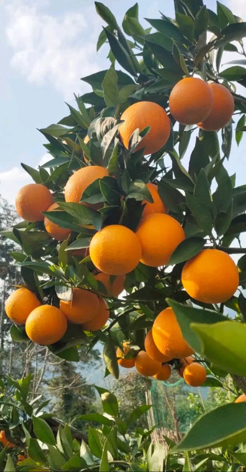 夏橙柑橘橙子湖南永州夏橙大量上市