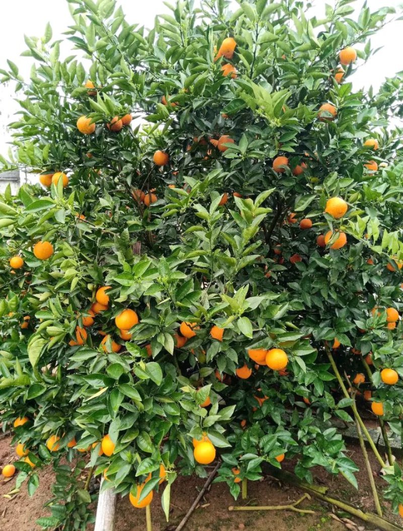 夏橙柑橘橙子湖南永州夏橙大量上市