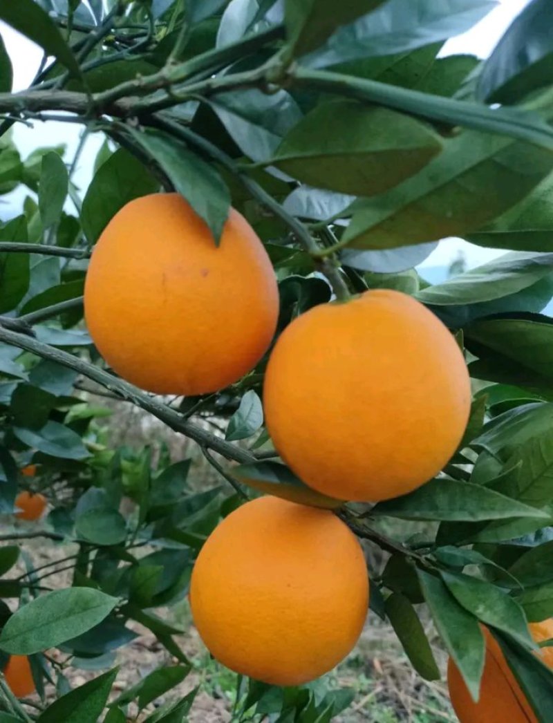 夏橙柑橘橙子湖南永州夏橙大量上市