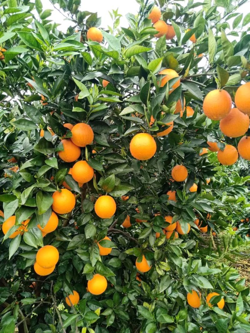 夏橙柑橘橙子湖南永州夏橙大量上市