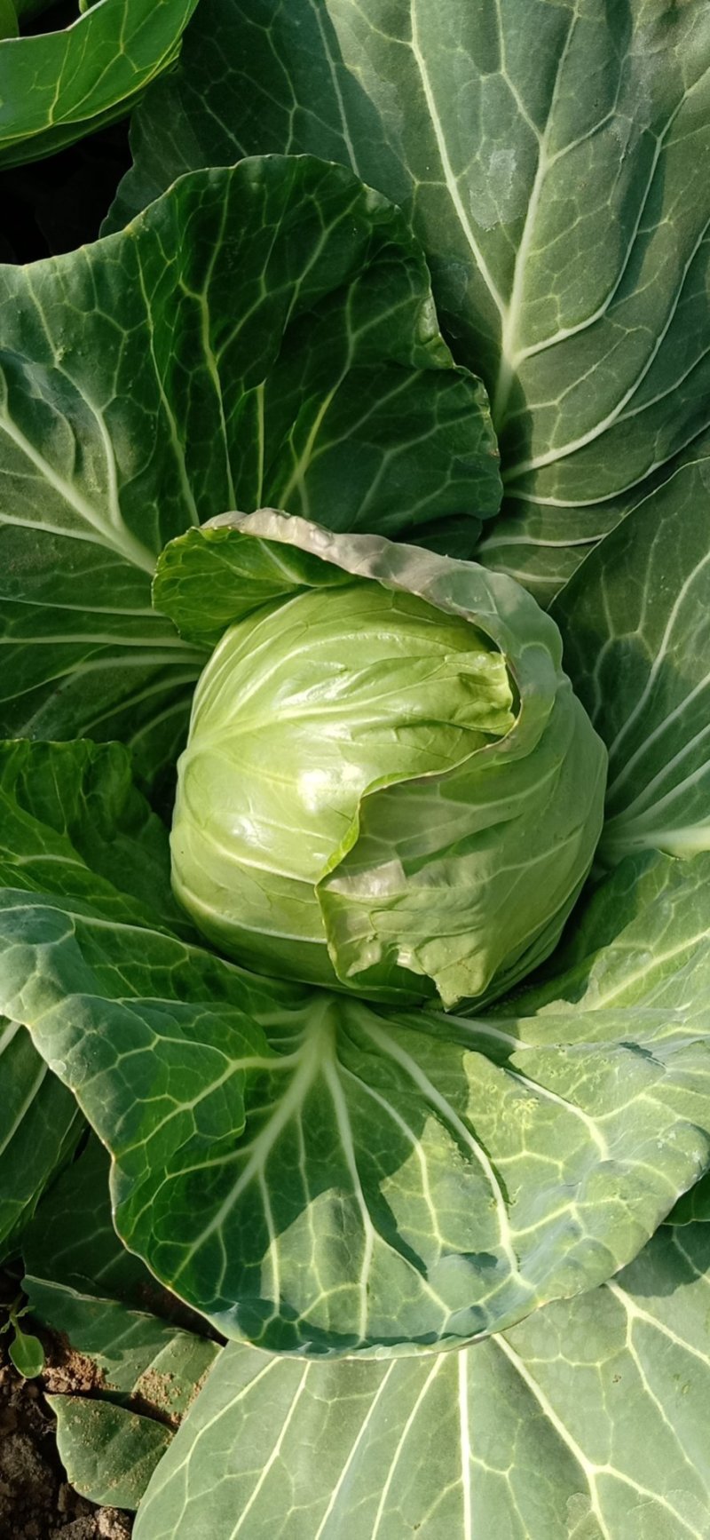 优质松软甘蓝大量上市