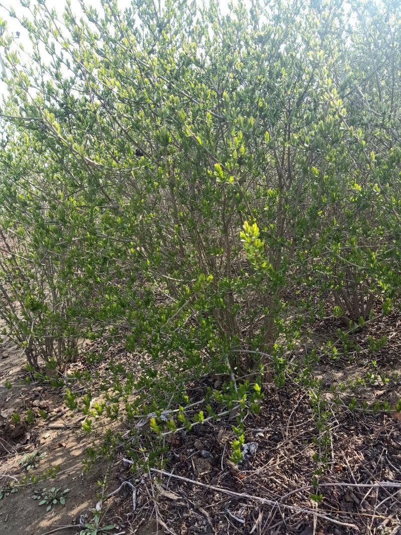 水蜡球