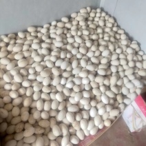 新鲜大鹅蛋