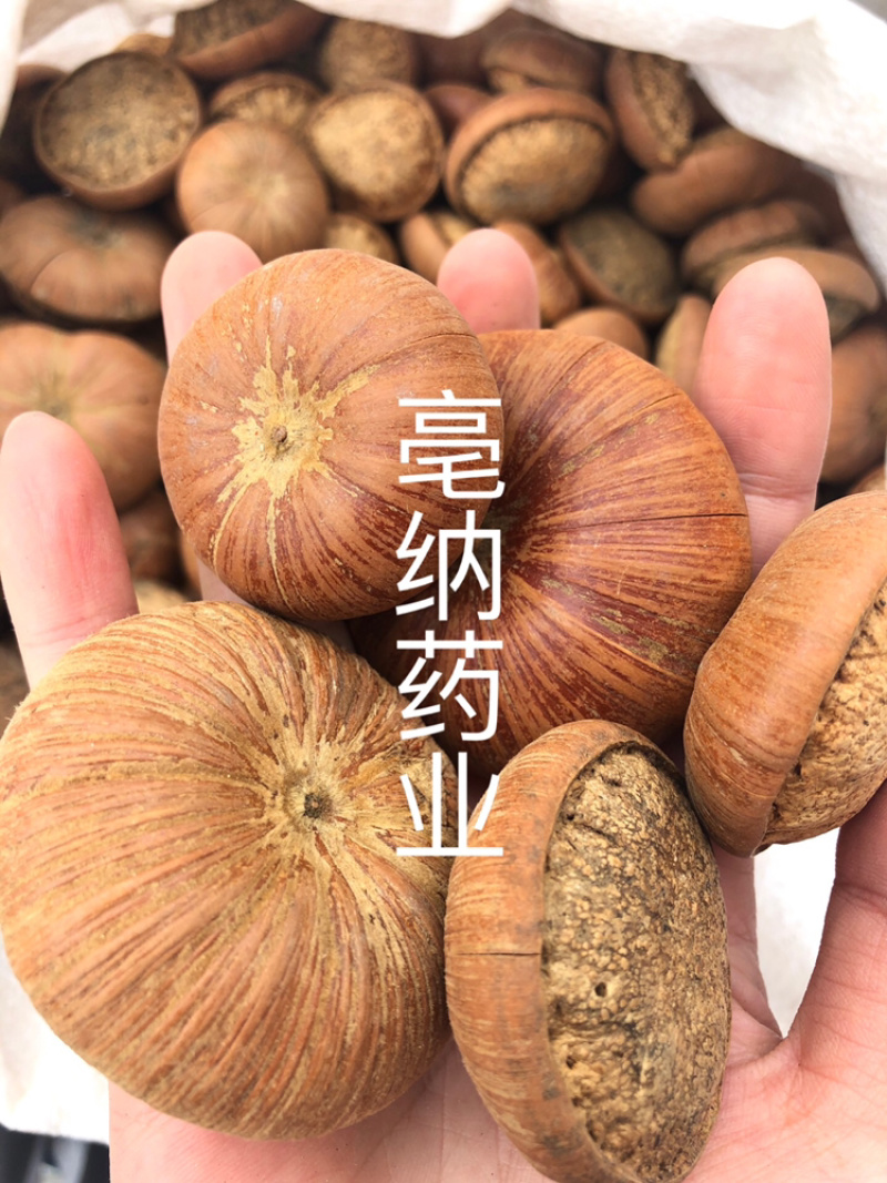 风流果中药材优质龟头子1⃣️公斤起批