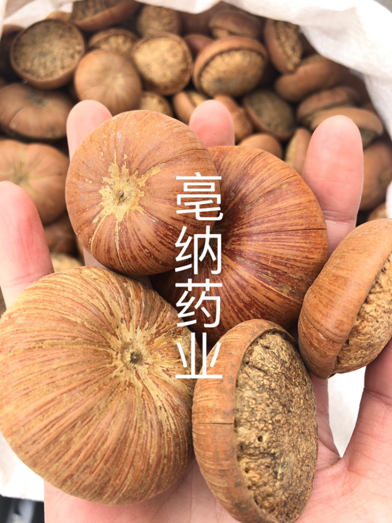 风流果中药材优质龟头子1⃣️公斤起批