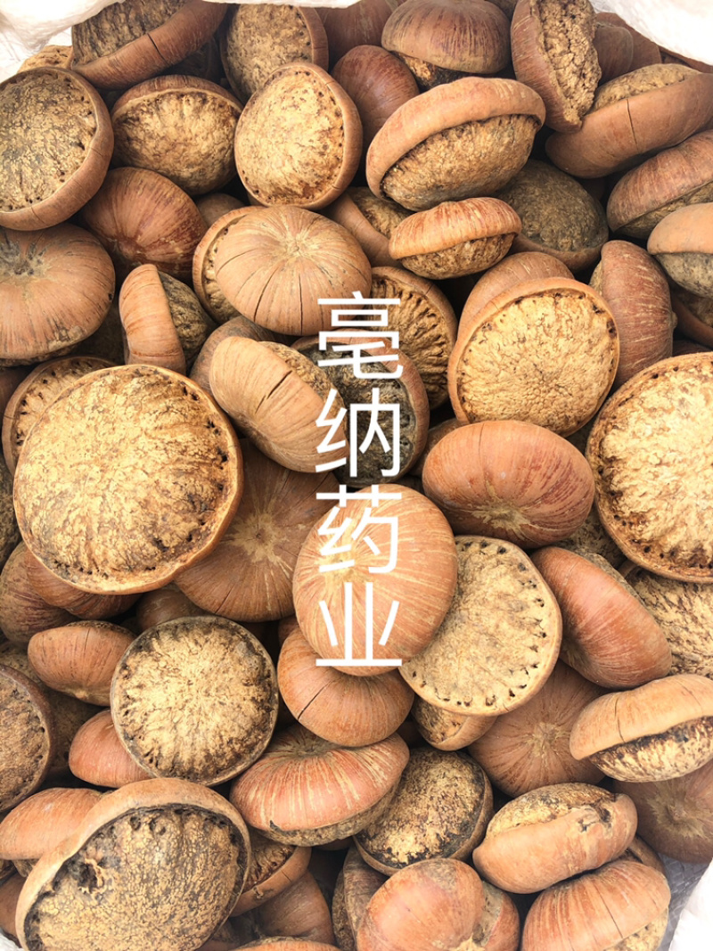 风流果中药材优质龟头子1⃣️公斤起批