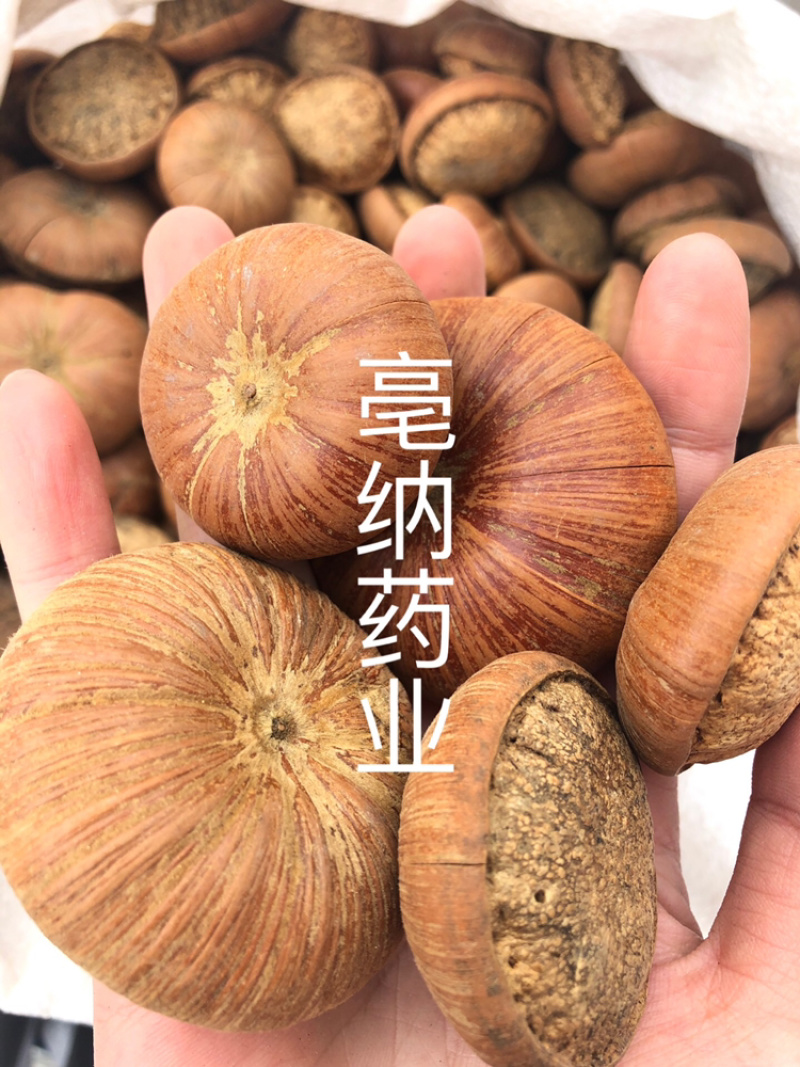 风流果中药材优质龟头子1⃣️公斤起批