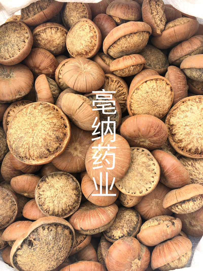 风流果中药材优质龟头子1⃣️公斤起批
