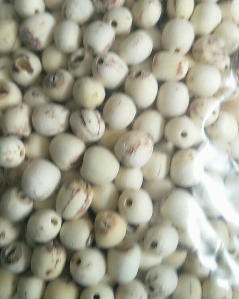 白莲子，常年批发供应莲子，各个产地规格