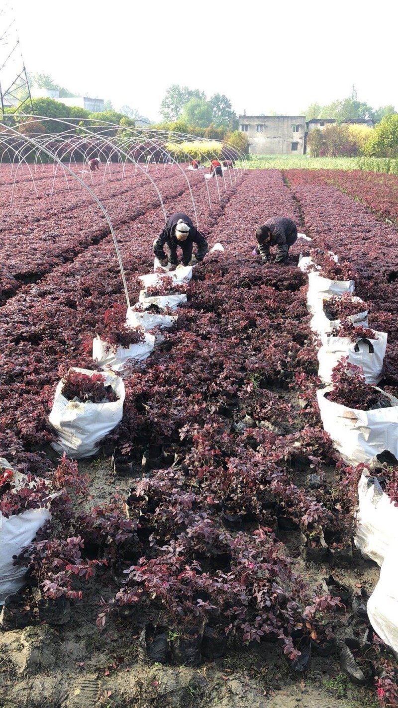 红花继木精品货基地直销没有中间商