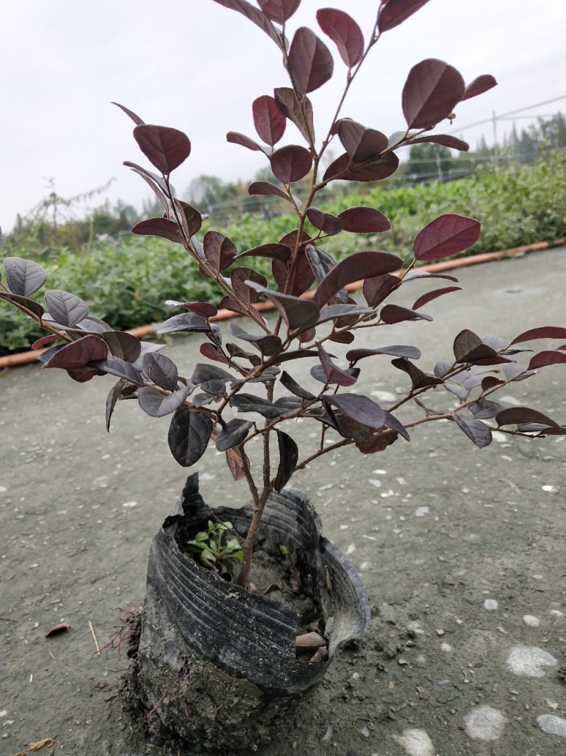 红花继木精品货基地直销没有中间商