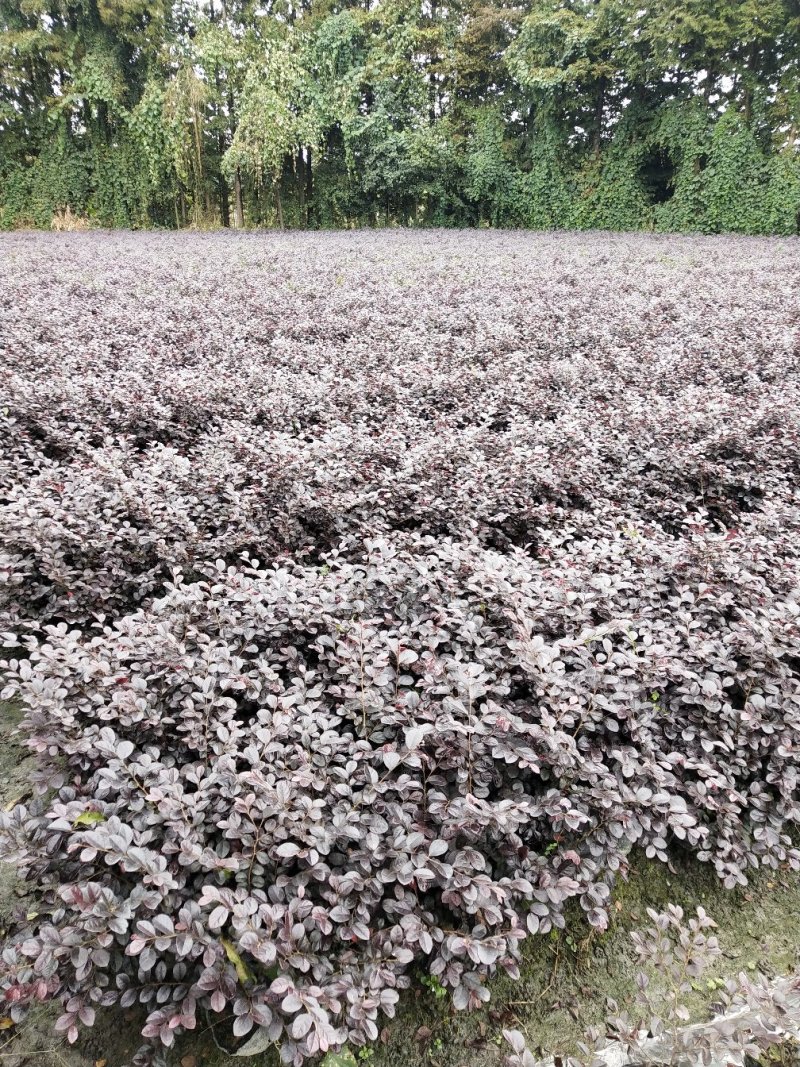 红花继木精品货基地直销没有中间商