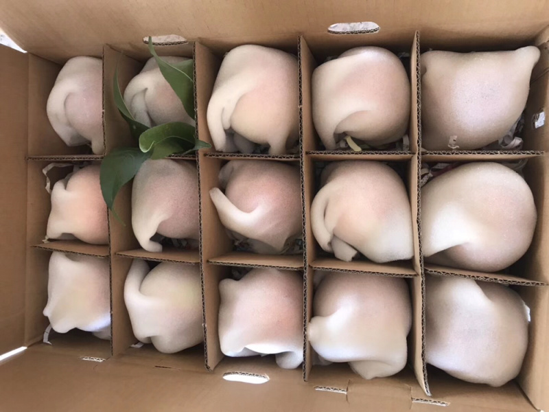 现货暖棚冬桃成都龙泉水蜜桃新鲜现摘批发视频看货好
