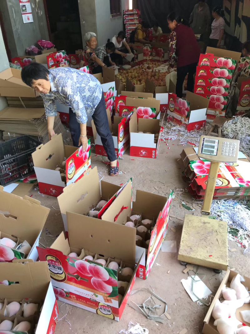 现货暖棚冬桃成都龙泉水蜜桃新鲜现摘批发视频看货好