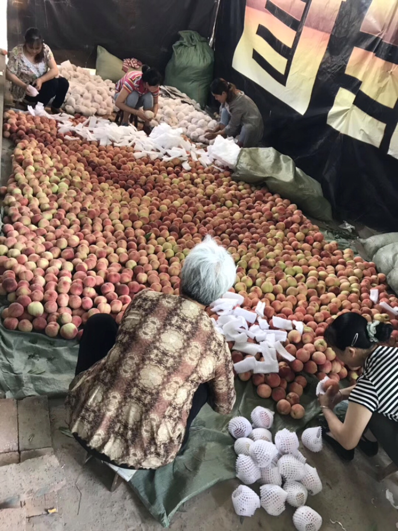 现货暖棚冬桃成都龙泉水蜜桃新鲜现摘批发视频看货好