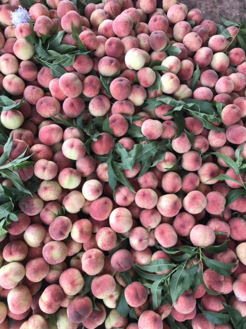 现货暖棚冬桃成都龙泉水蜜桃新鲜现摘批发视频看货好