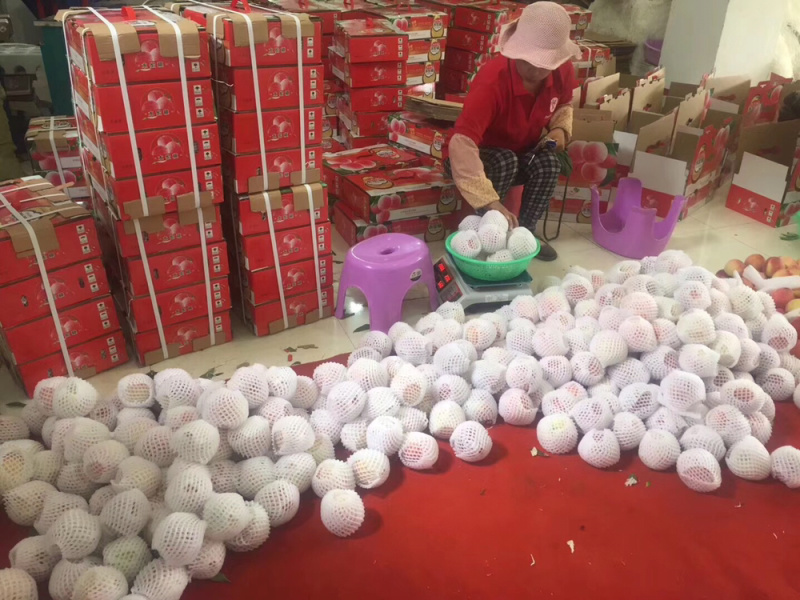 现货暖棚冬桃成都龙泉水蜜桃新鲜现摘批发视频看货好