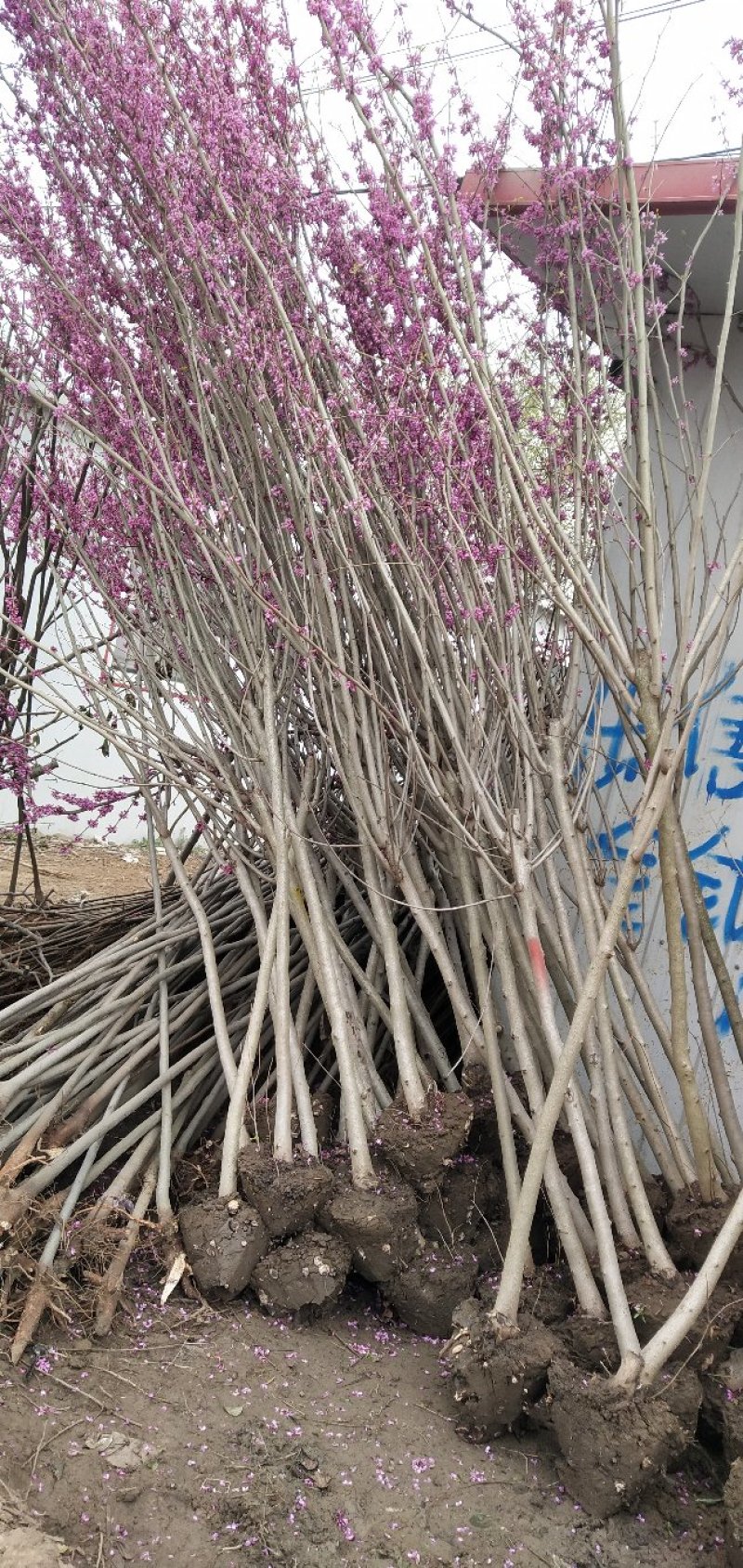 紫荆紫荆树苗-满条红先花后叶花量大2公分满10棵包邮