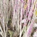 紫荆紫荆树苗-满条红先花后叶花量大2公分满10棵包邮