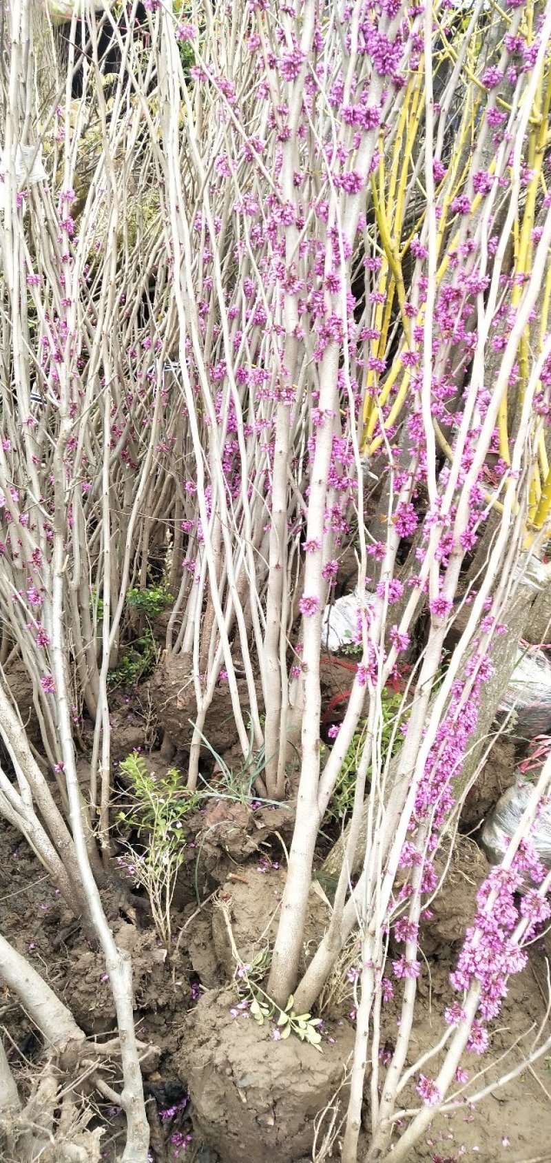 紫荆紫荆树苗-满条红先花后叶花量大2公分满10棵包邮