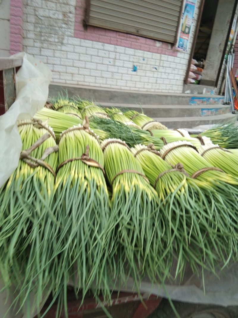 蒜薹