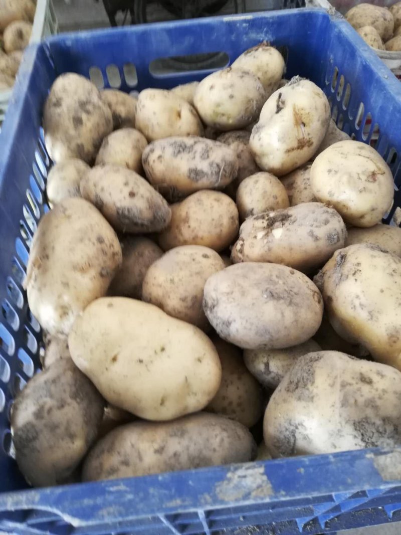 城固土豆，226三两起，半斤以上占百分之八十个头匀称皮毛光亮