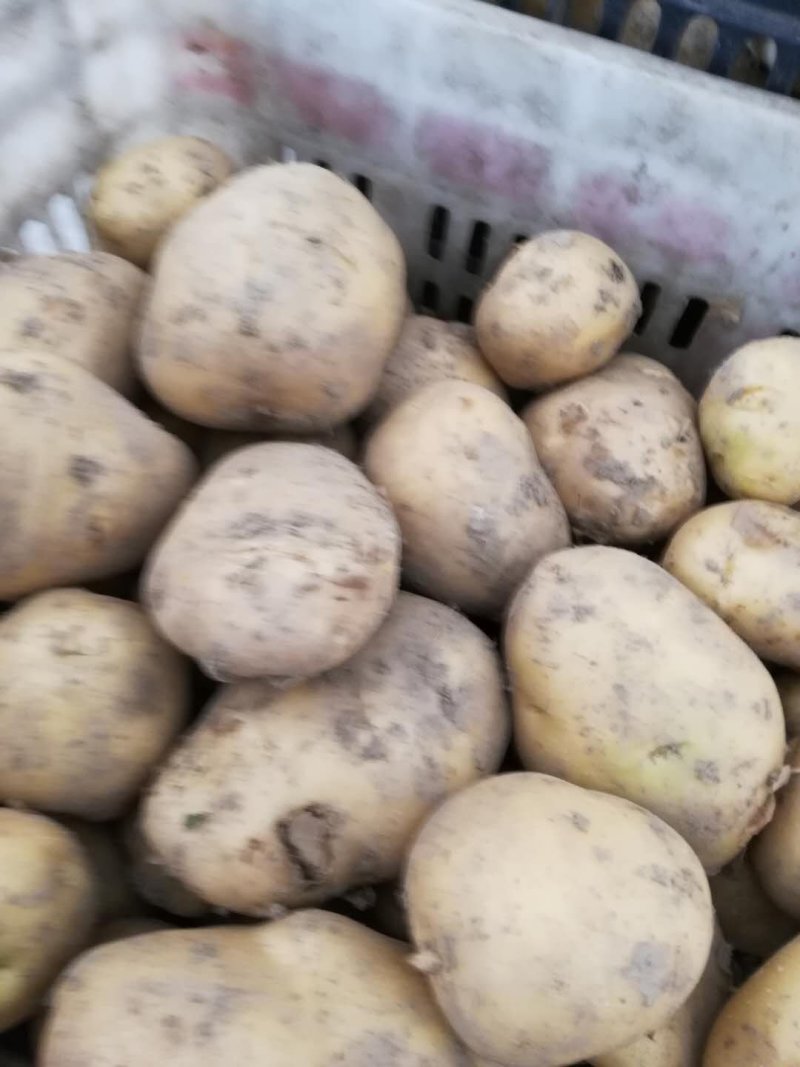 城固土豆，226三两起，半斤以上占百分之八十个头匀称皮毛光亮