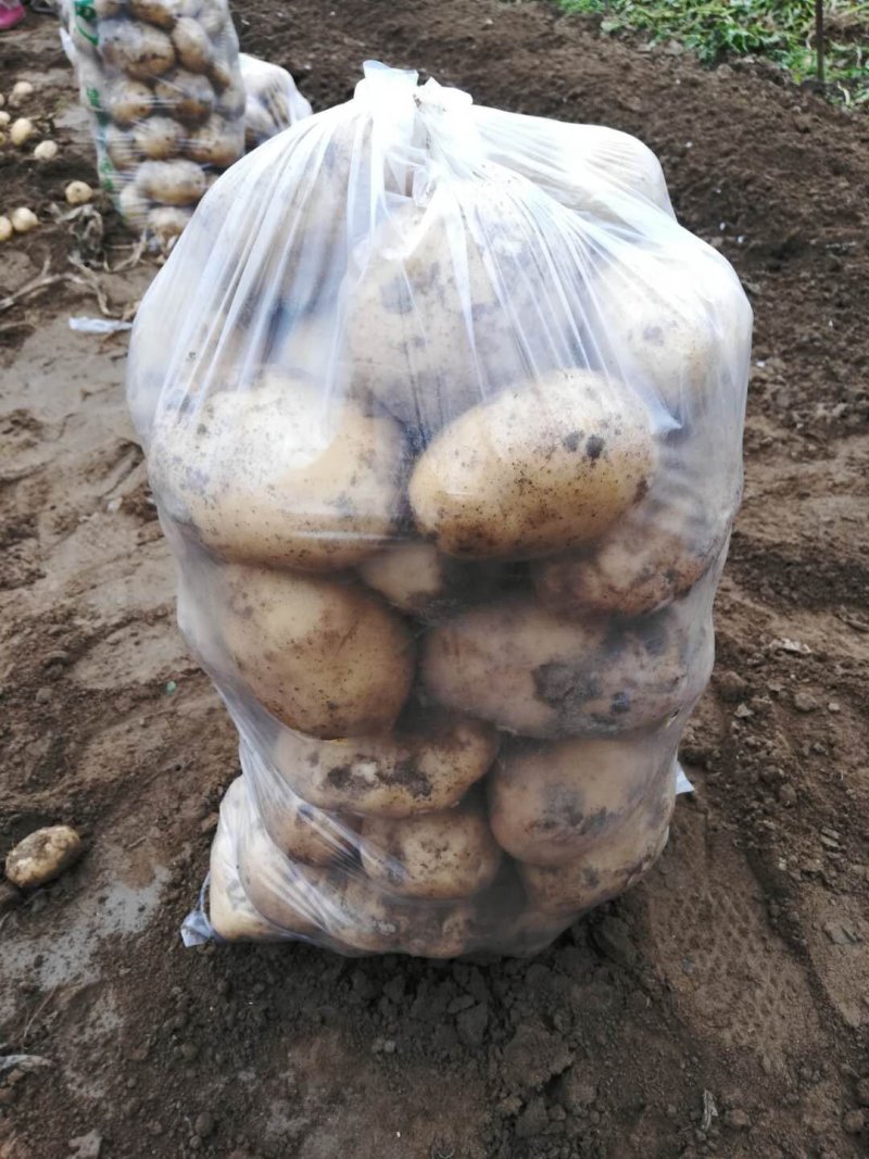 城固土豆，226三两起，半斤以上占百分之八十个头匀称皮毛光亮