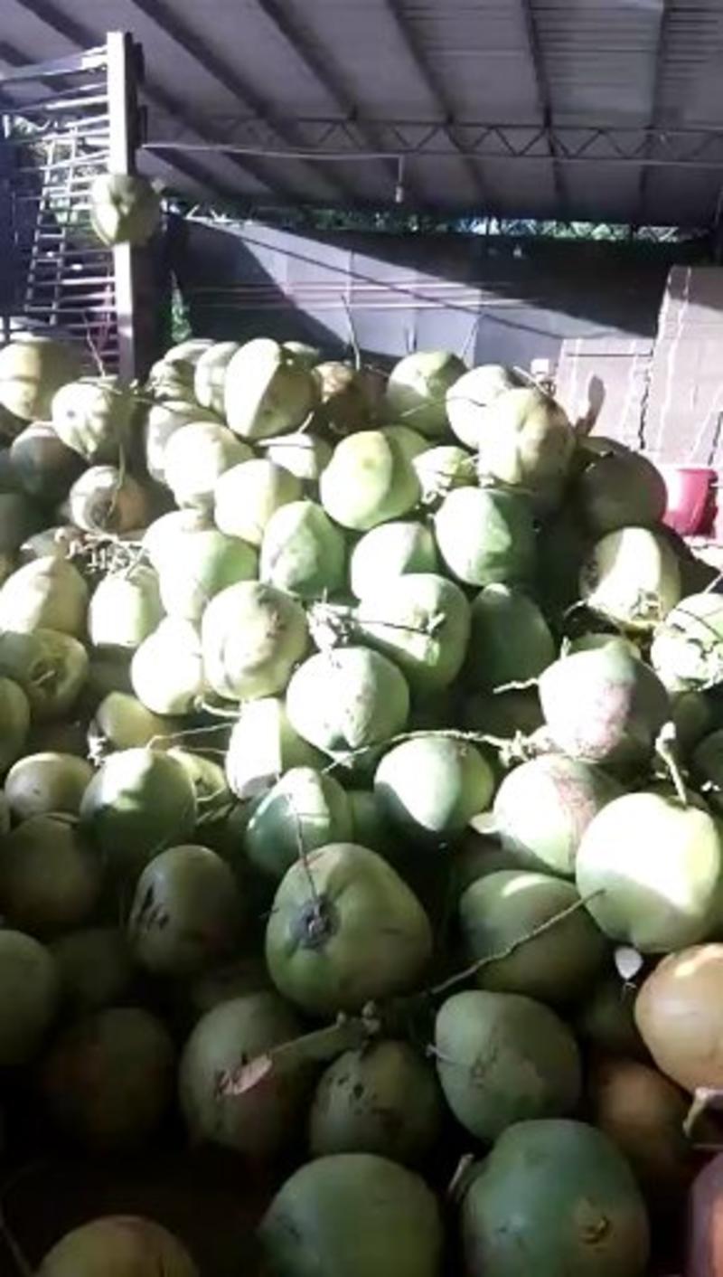 海南文昌东郊天热热带椰子大量供应全国可发