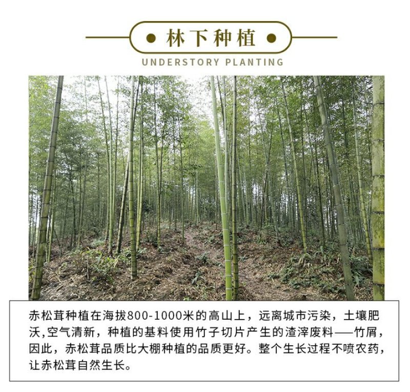 赤水村集体经济高山竹林下种植-赤松茸