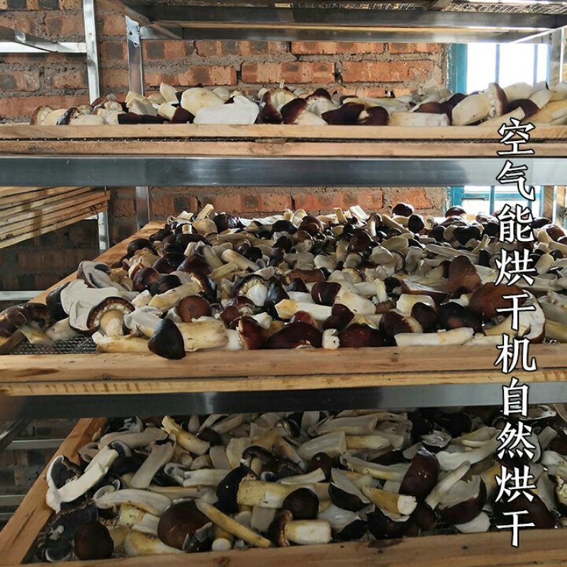 赤水村集体经济高山竹林下种植-赤松茸