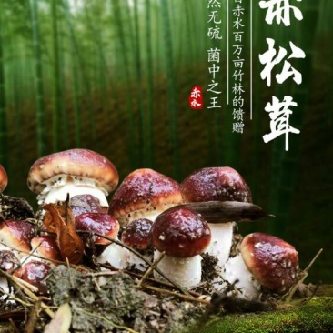 赤水村集体经济高山竹林下种植-赤松茸