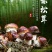 赤水村集体经济高山竹林下种植-赤松茸