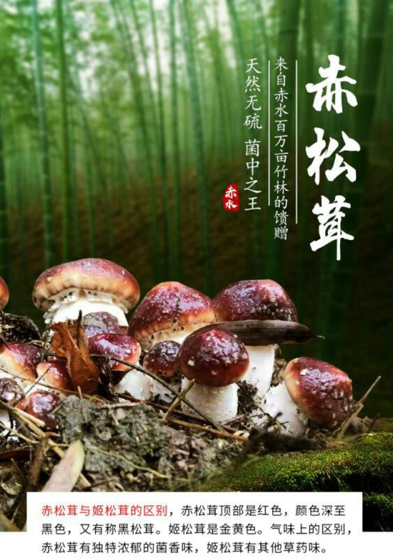 赤水村集体经济高山竹林下种植-赤松茸