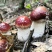 赤水村集体经济高山竹林下种植-赤松茸