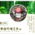 赤水村集体经济高山竹林下种植-赤松茸