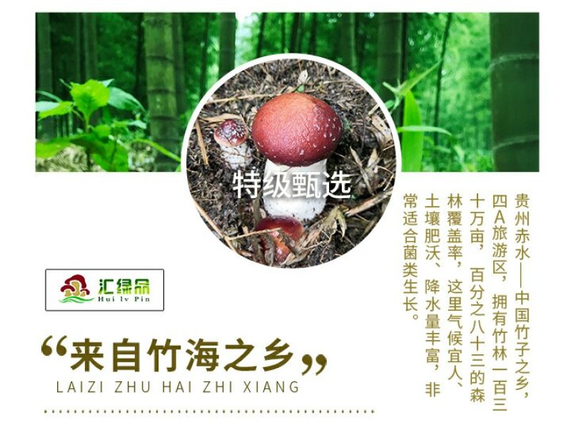 赤水村集体经济高山竹林下种植-赤松茸
