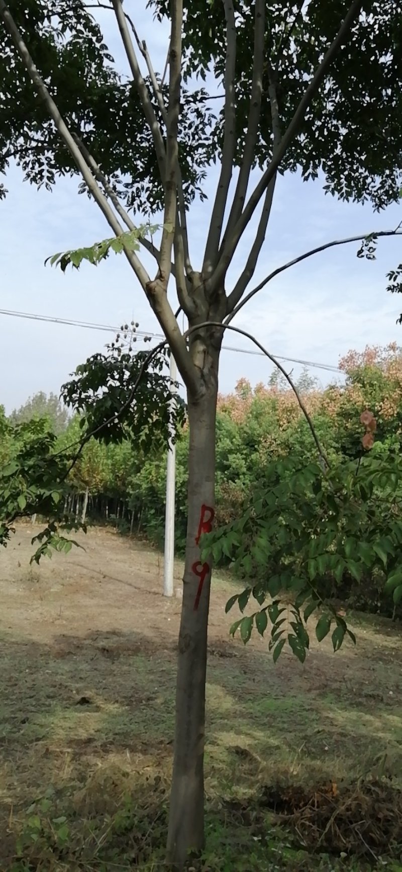 栾树3一20公分