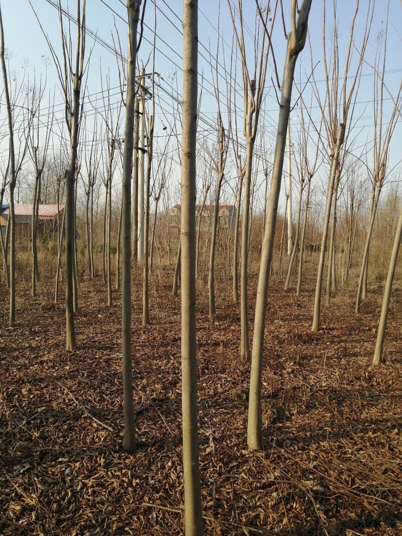 栾树3一20公分